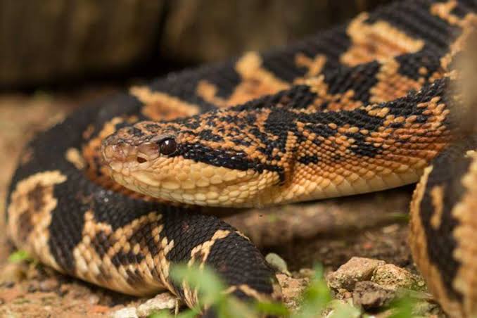 Evitar matar serpientes y reportar su presencia a especialistas puede proteger tanto a las personas como a la fauna.jpg
